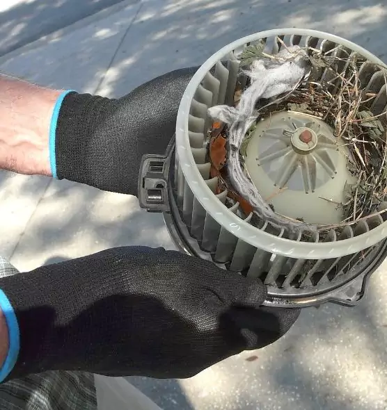 About Air Duct Mice Removal in Brunswick, GA